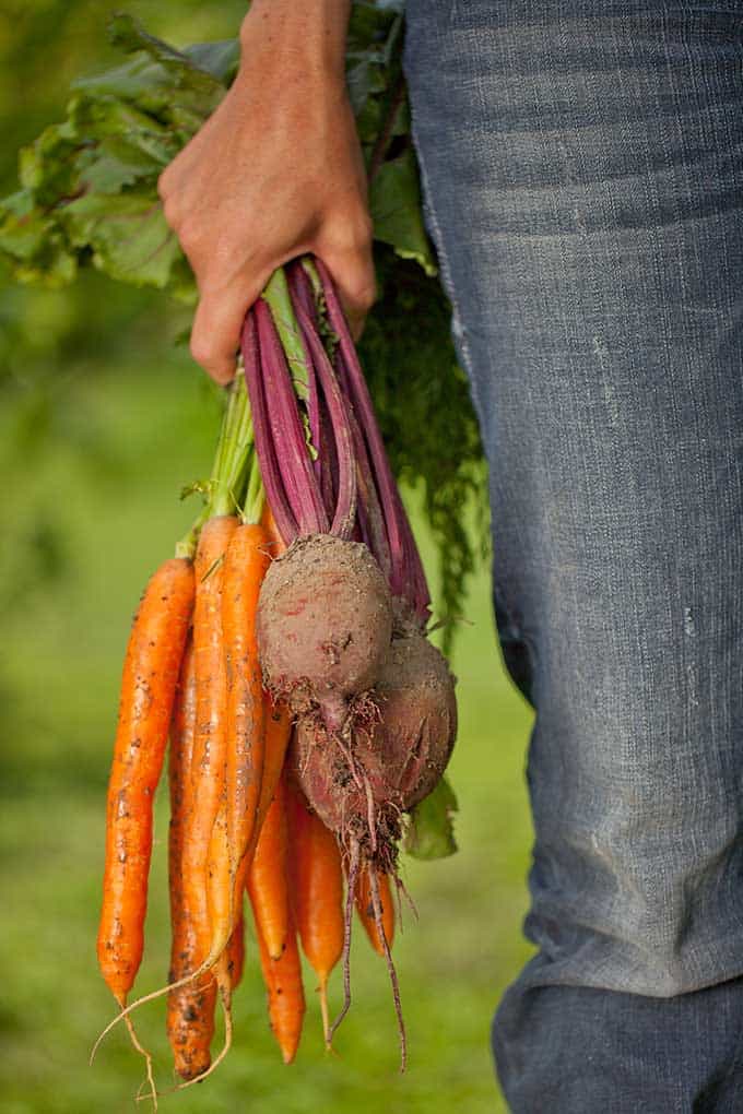 Hand holding a bundle of fresh beets and carrots. | MakeSauerkraut.com