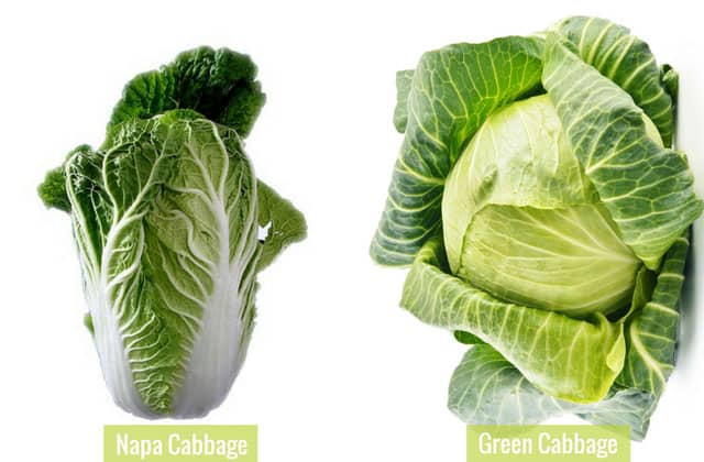 Two images of the Napa cabbage at the left and the Green cabbage at the right. | MakeSauerkraut.com