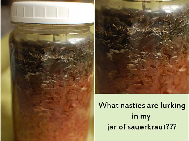 Rotten, smelly sauerkraut gets dumped. | makesauerkraut.com