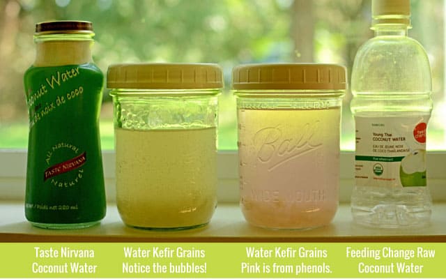 One glass bottle, two glass jars, and one plastic bottle of fermenting coconut water in a range of colors with water kefir grains. | MakeSauerkraut.com