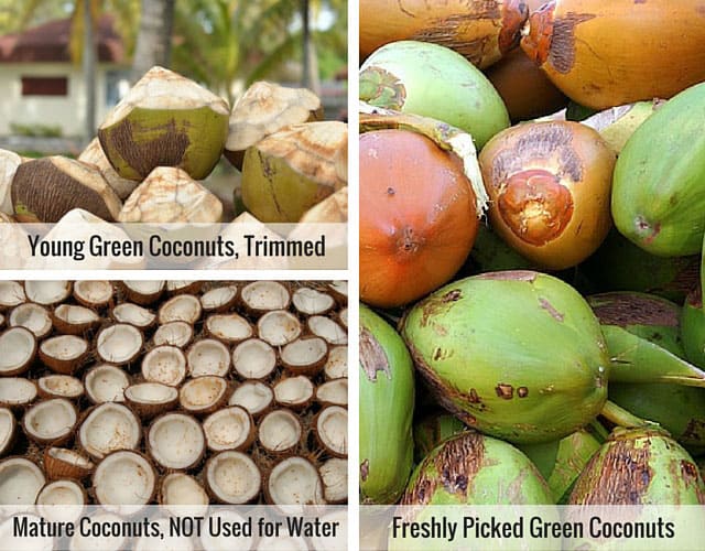 Three image collage of different coconuts, top left image showing trimmed and young green coconuts, bottom left showing mature opened coconuts, and freshly picked green coconuts. | MakeSauerkraut.com