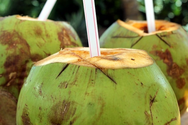 Straws in a hole on top of green coconuts. | MakeSauerkraut.com