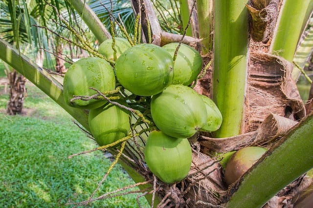 Green coconuts in palm tree. | MakeSauerkraut.com