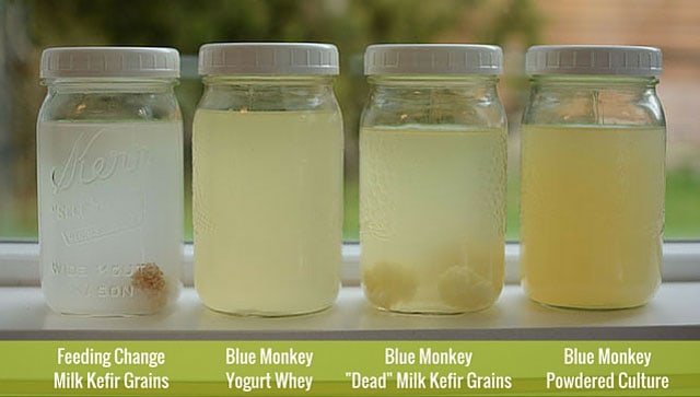 Four jars of fermented coconut water in a range of colors with various starters. | MakeSauerkraut.com