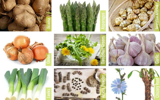 Nine image collage of vegetables rich in probiotics: Jicama, Asparagus, Jerusalem Artichoke, Onion, Dandelion Greens, Garlic, Leeks, Acacia Powder, and Chicory root. | MakeSauerkraut.com