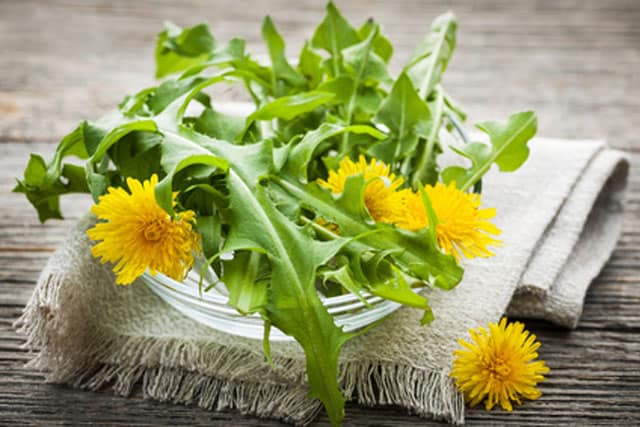 Dandelion greens with yellow flowers in a plate over thick cloth. | makesauerkraut.com