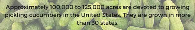 Fun facts about pickles. 6 | makesauerkraut.com