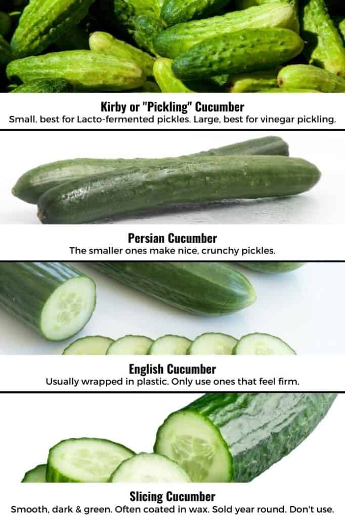 Four images: Kirby cucumber, Persian cucumber, English cucumber, slicing cucumber. | MakeSauerkraut.com