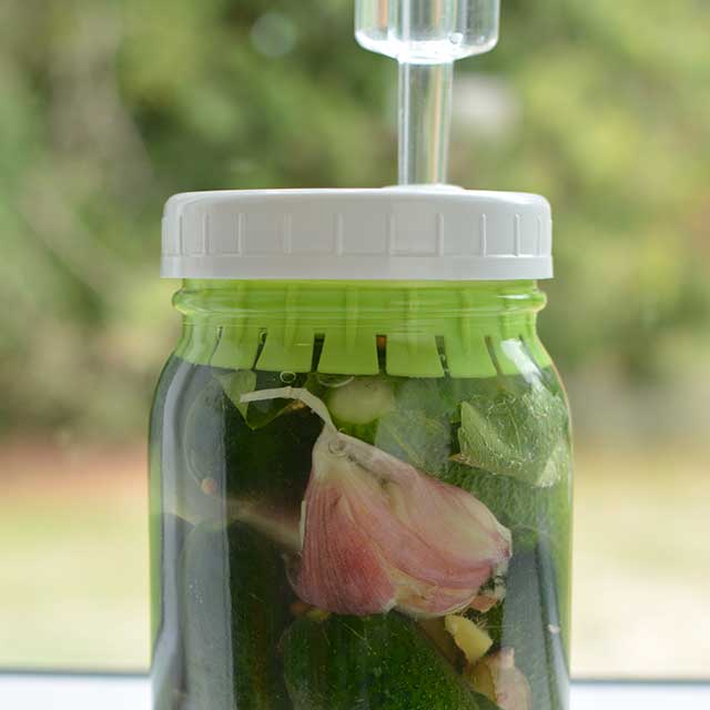 Front view of fermenting jar of pickles with white lid and a tube at the top to make it airlock. | MakeSauerkraut.com