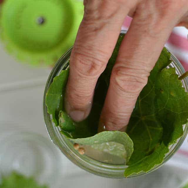 Index and middle fingers pressing down a cut grape leaf into the jar of cucumbers. | MakeSauerkraut.com