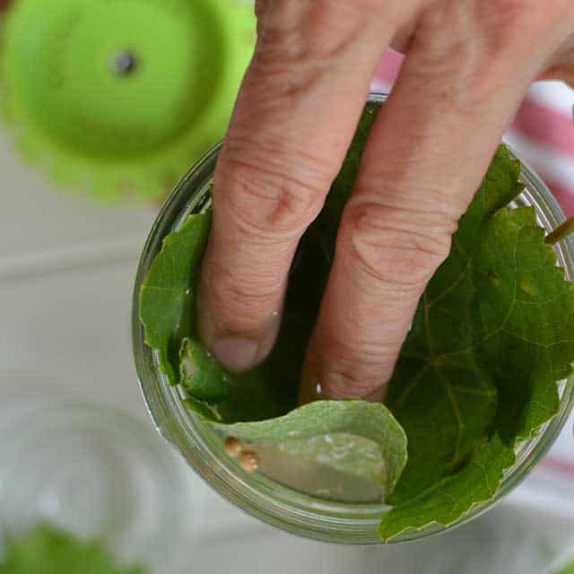 Fermented pickles recipe covering with tanin leaf. | makesauerkraut.com