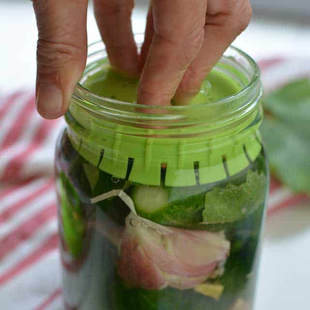 Fingers securing the Pickle Pusher into the jar. | MakeSauerkraut.com