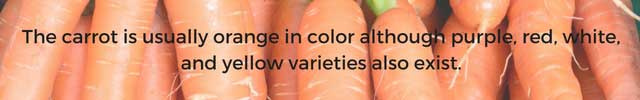 Fun facts about carrots. | makesauerkraut.com