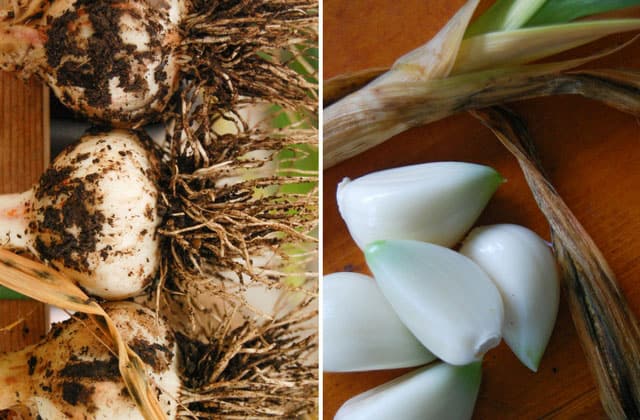 Left image showing a pile of freshly harvested garlic with roots and clumps of dirt, right image showing cloves of peeled garlic. | MakeSauerkraut.com