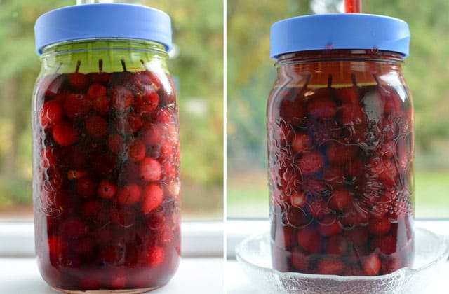 Two images of pickled cranberries in a glass jar with blue airlock lid and green fermentation weight keeping the cranberries below the brine. | Makesauerkraut.com