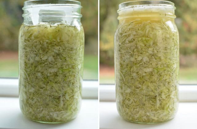 Two comparing images of jars with fermented sauerkraut with the ViscoDisc with the jar on the left with less packed mixture than the jar on the right. | MakeSauerkraut.com