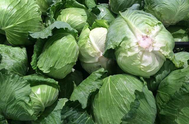 Piles of large green cabbages. | MakeSauerkraut.com