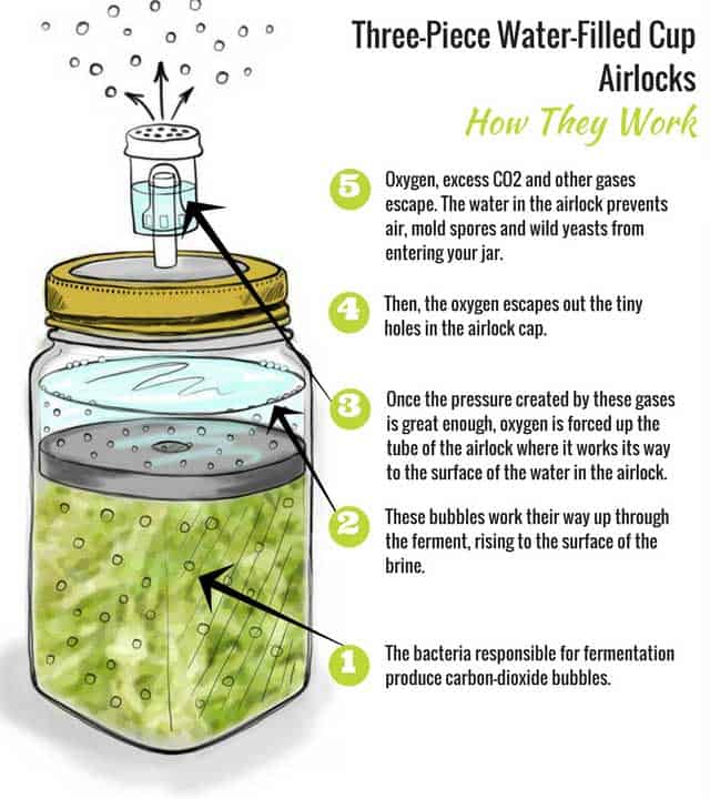 Cartoon illustration on Fermentation lids: 3-piece water-filled airlocks and how they work. | MakeSauerkraut.com