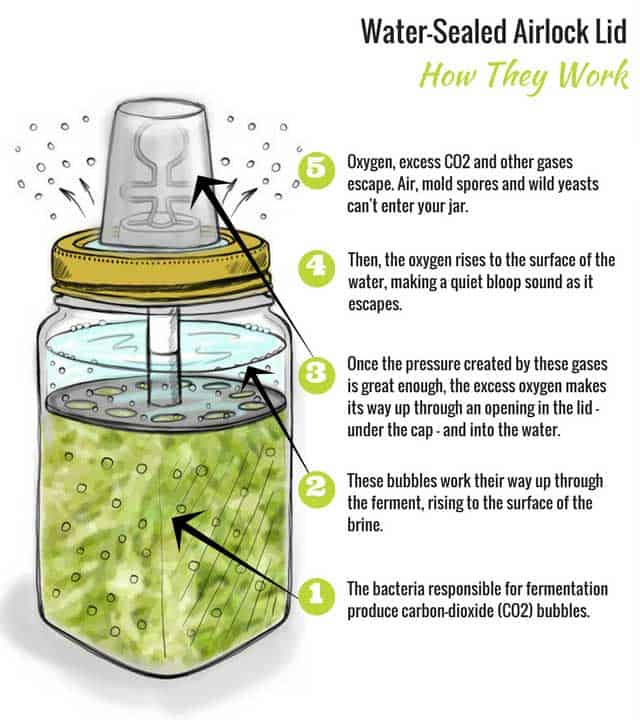 Cartoon illustration on Fermentation lids: water-sealed airlocks and how they work. | MakeSauerkraut.com