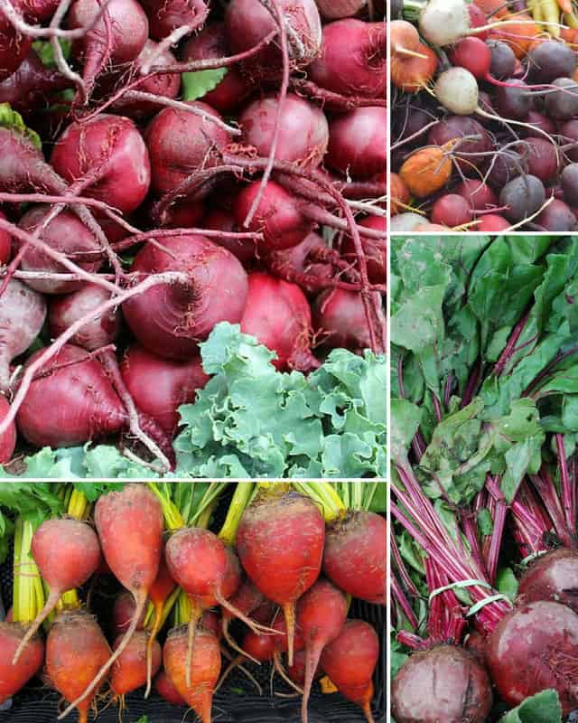 Five picture collage of a variety of fresh beets from the local farmer's market. | MakeSauerkraut.com