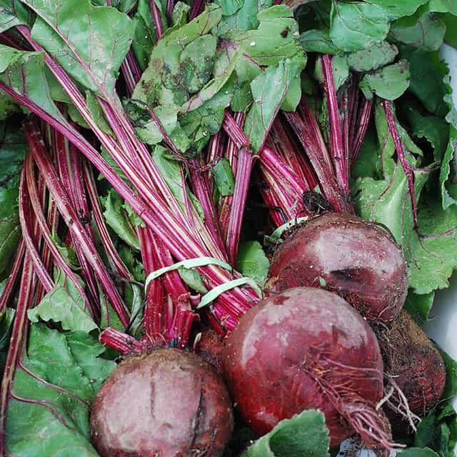 Bundle of fresh beets with the top leaves still attached to the root. | MakeSauerkraut.com