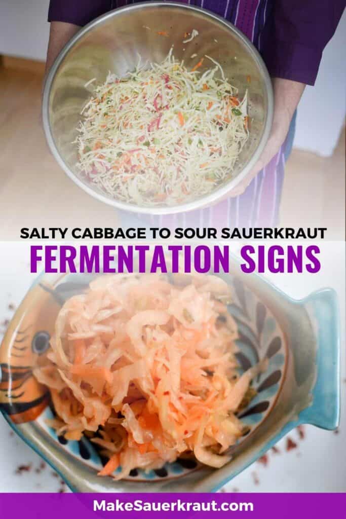 Salty Cabbage to Sour Sauerkraut Fermentation Signs