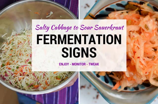 What to watch for as your sauerkraut ferments. | makesauerkraut.com