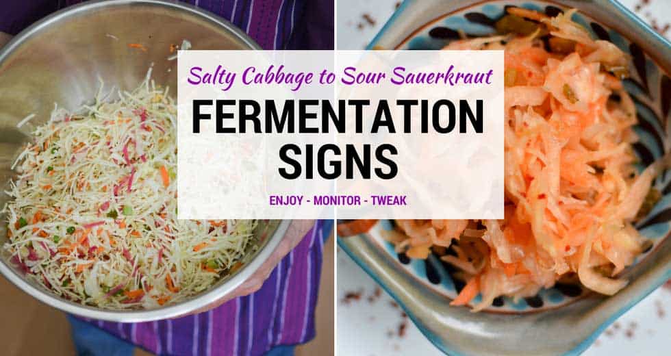 SALTY Cabbage to SOUR Sauerkraut: Fermentation Signs to Monitor