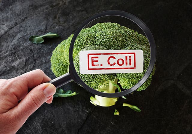 Hand holding a magnifying glass over a broccoli with "E. Coli" label on the broccoli under the lenses. | MakeSauerkraut.com