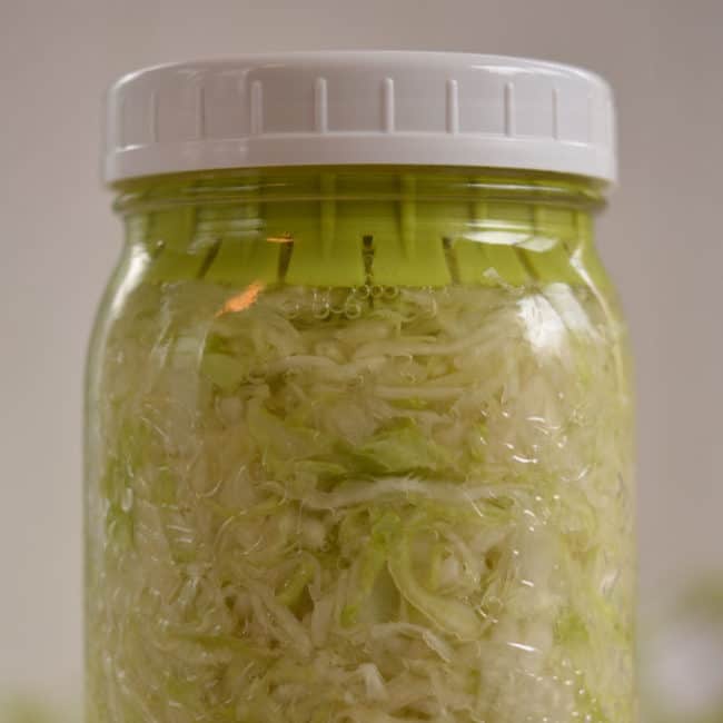 Front view of a plain sauerkraut using the pickle pusher fermentation weight at day 1. | MakeSauerkraut.com