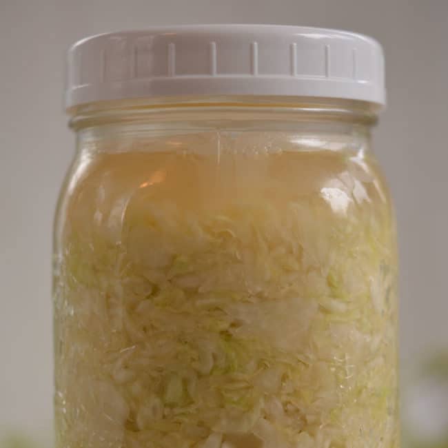 Front view of a plain sauerkraut using the Canning Buddies fermentation weight at day 1. | MakeSauerkraut.com