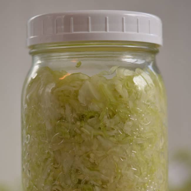 Front view of a plain sauerkraut without any fermentation weight at day 1. | MakeSauerkraut.com