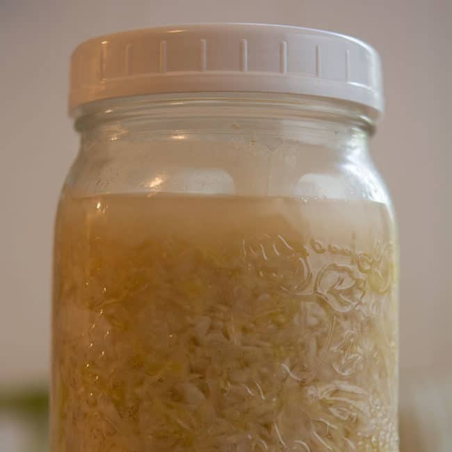 Front view view of a plain sauerkraut using Canning Buddies as fermentation weight at day 21. | MakeSauerkraut.com