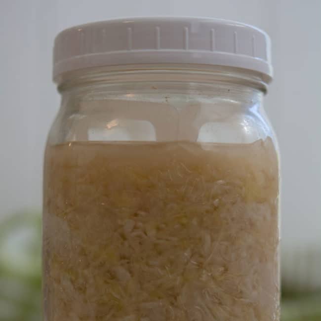 Front view view of a plain sauerkraut using Canning Buddies as fermentation weight at day 28. | MakeSauerkraut.com