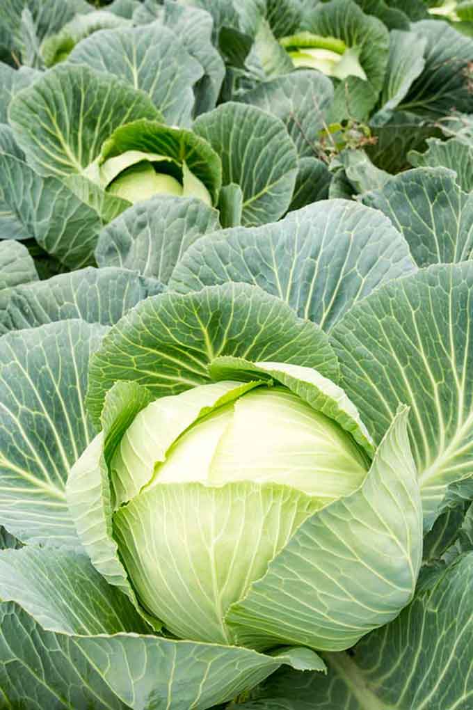 A field of big green cabbages. | MakeSauerkraut.com