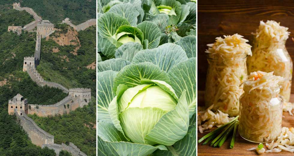 51 Fascinating Facts About Sauerkraut and Cabbage [WHO KNEW?]