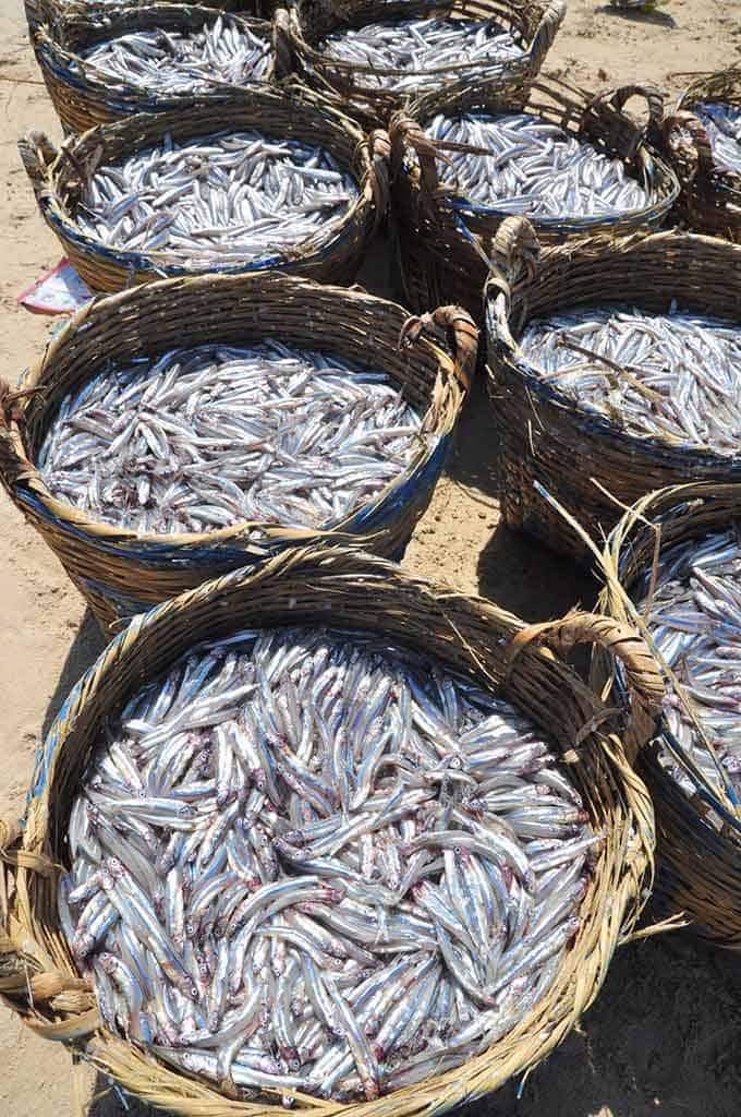 Piles of anchovies inside wooden weaved baskets over the sand. | MakeSauerkraut.com