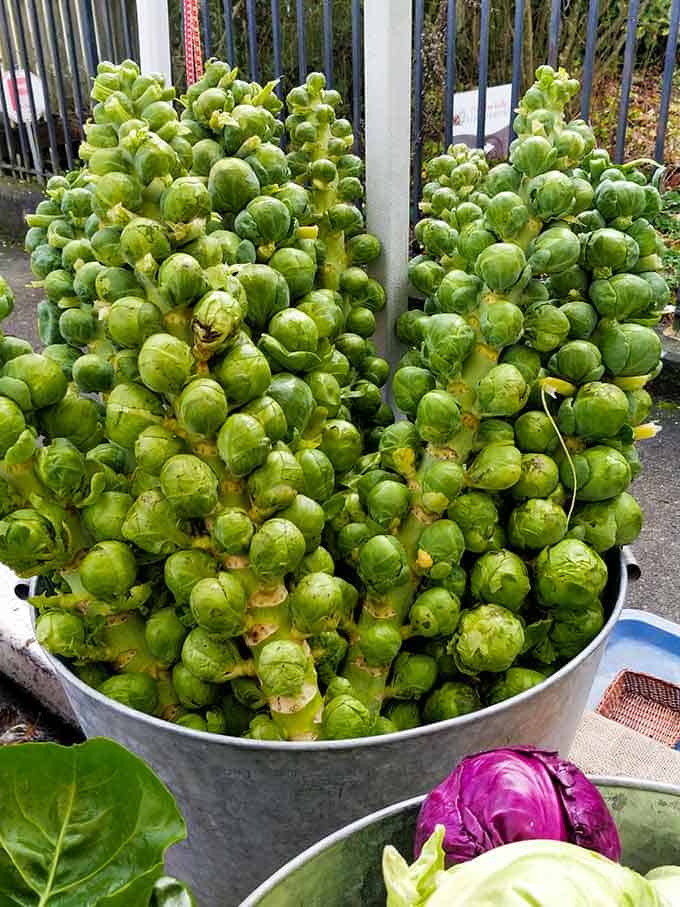 Several stalks of brussels sprouts in a metal bin. | MakeSauerkraut.com