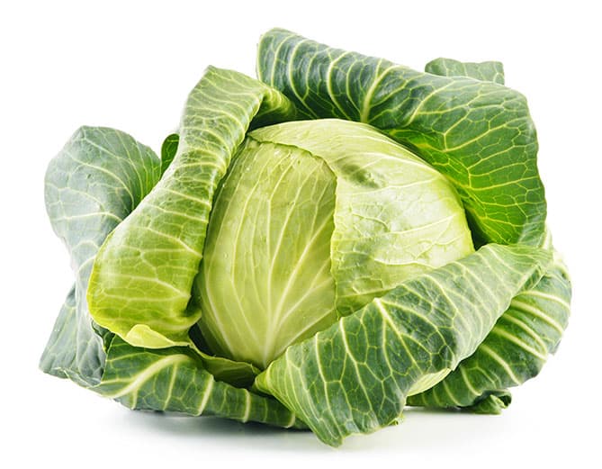 Round, green-headed cabbage for sauerkraut. | MakeSauerkraut.com