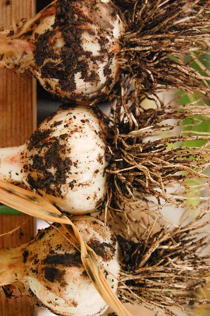 Freshly harvest heads of hardneck garlic. | MakeSauerkraut.com