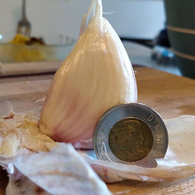 Large garlic clove next to Canadian Toonie coin to show its large size. | Makesauerkraut.com