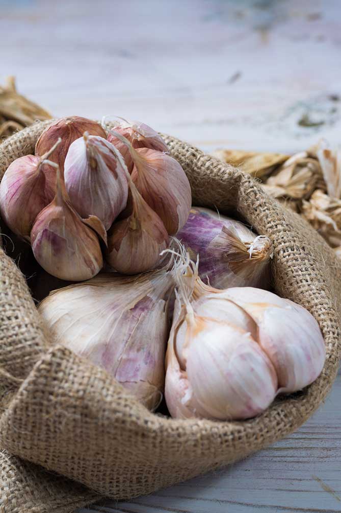 Heads of softneck garlic in a burlap sack. | MakeSauerkraut.com