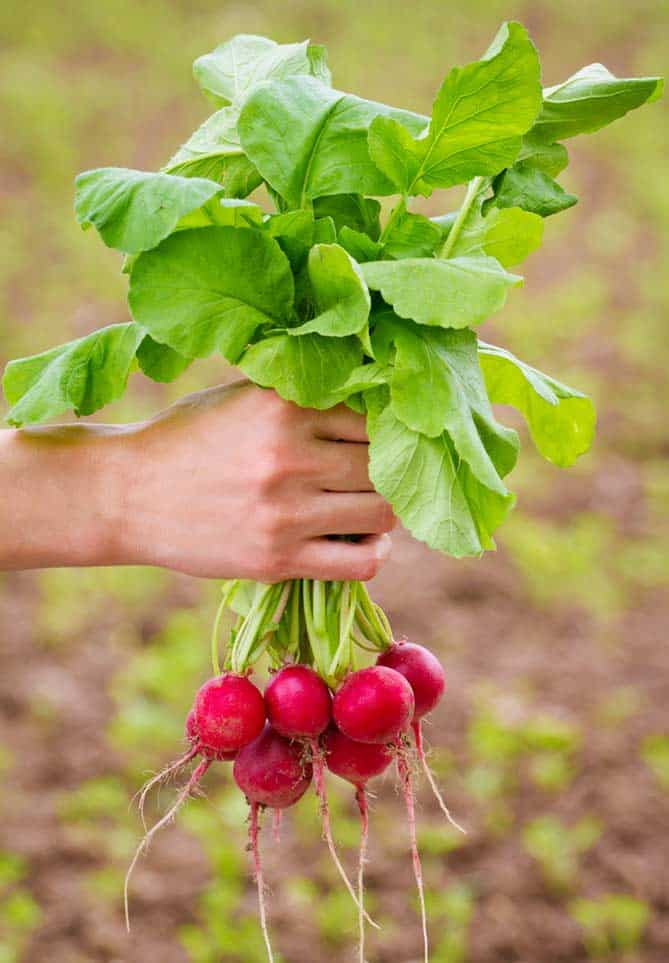 In a field, hand showing a bunch of freshly picked radishes. | MakeSauerkraut.com