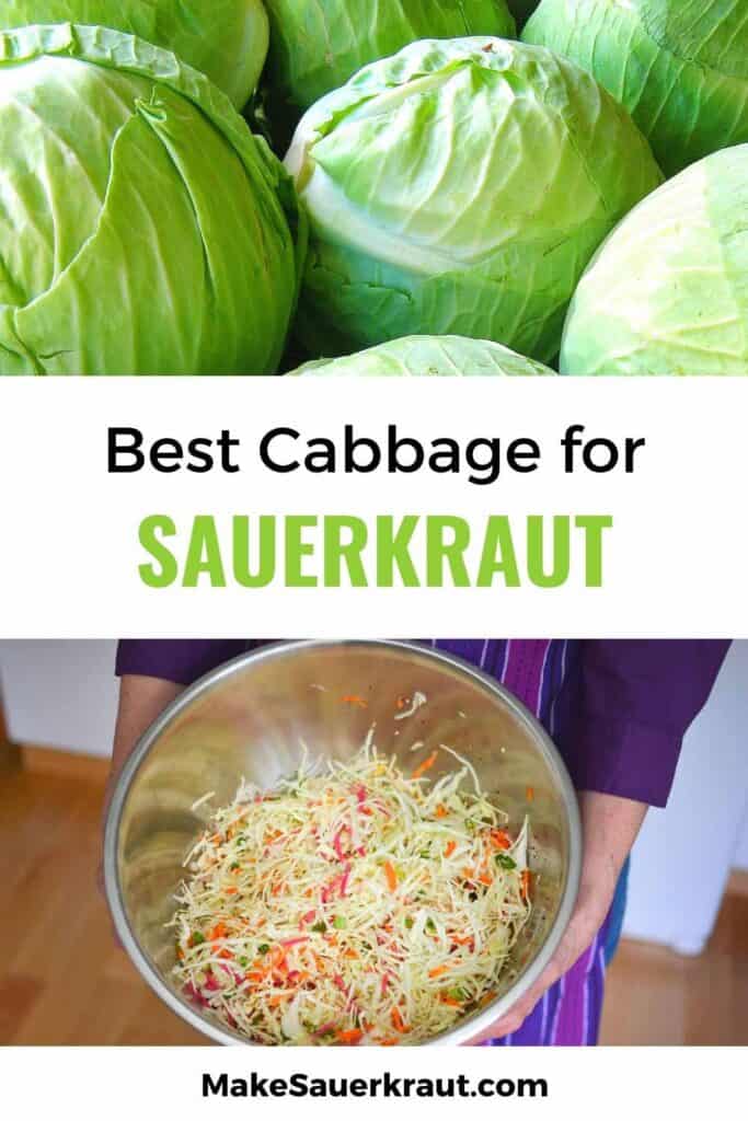 Best Cabbage for Sauerkraut