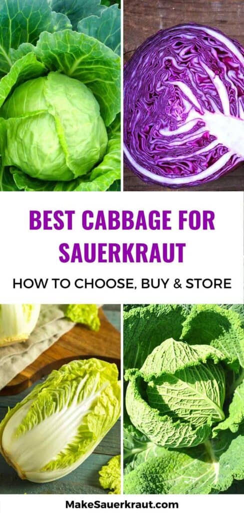 Best type of cabbage for sauerkraut: Green, Red or Purple, Napa, or Savoy