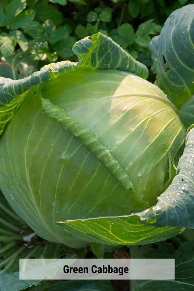Head of green cabbage in the field. | MakeSauerkraut.com