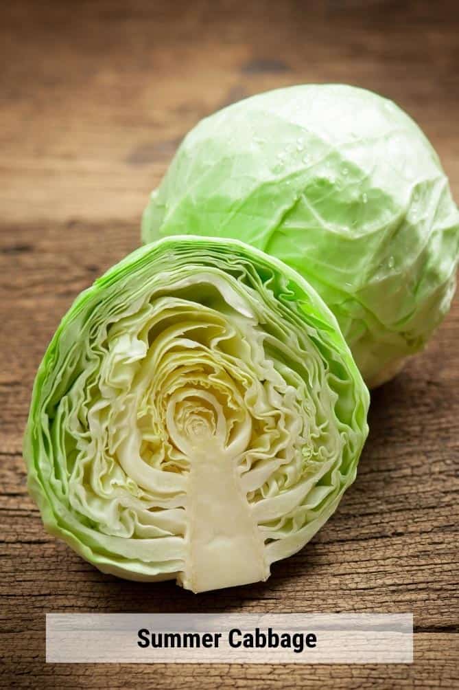 Head of summer cabbage cut in half to reveal the layers of leaves. | MakeSauerkraut.com