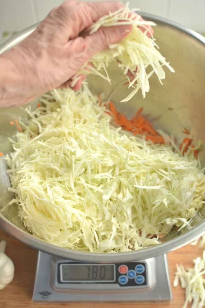 Handful of sliced cabbage added to bowl of sauerkraut makings sitting on a scale. | MakeSauerkraut.com