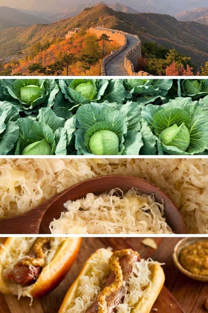 sauerkraut facts Sauerkraut Fun Facts: All about sauerkraut. - makesauerkraut.com